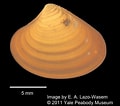 Afbeeldingsresultaten voor "astarte Elliptica". Grootte: 120 x 106. Bron: www.marinespecies.org