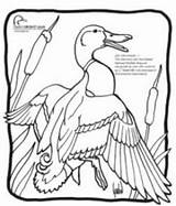Coloring Wetlands Getdrawings Bald Eagle sketch template