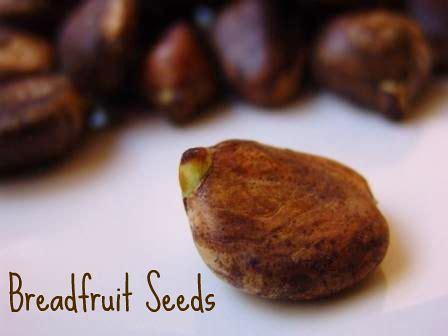 breadfruit seeds flickr photo sharing