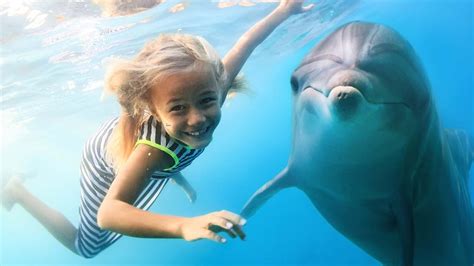feds want to ban swimming with hawaii dolphins