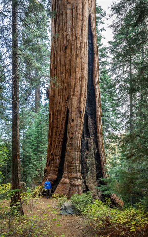 worlds largest privately owned giant sequoia forest sold