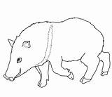 Collared Colorear Peccary Collares Javelinas Supercoloring sketch template