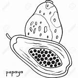 Papaya Coloring Drawing Pages Getdrawings Vector Comments sketch template