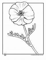 Poppy Colouring Coloringhome Bloemenkrans Diverses Malvorlage Webstockreview Woojr sketch template