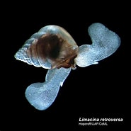 Afbeeldingsresultaten voor "limacina retroversa Balea". Grootte: 185 x 185. Bron: opistobranquis.info