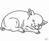 Coloring Pages Pig Baby Sleeping Pigs Printable Kids Piggy Cute Minecraft Drawing Print Realistic Colouring Miss Fern Adult Color Getcolorings sketch template