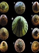 Image result for "allogenus Kerguelenensis". Size: 134 x 185. Source: www.umag.cl