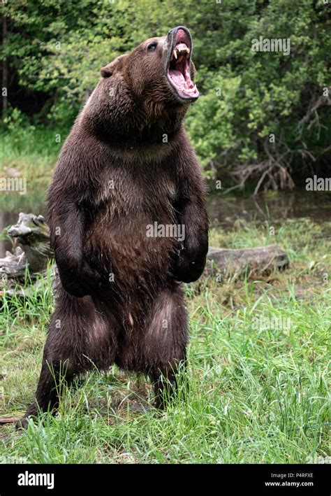 grizzly bear standing   roaring drawing