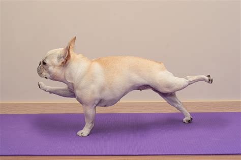 french bulldog  yoga pose single arm leg plank stock photo