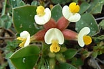 Afbeeldingsresultaten voor tetraphylla. Grootte: 153 x 102. Bron: andaluciaflowers.blogspot.com