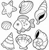 Shells Coquillage Coquillages Seashells Assorted Coloriages sketch template