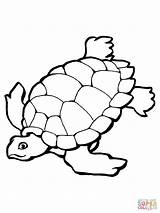 Turtle Drawings Line Coloring Pages Printable Sea sketch template