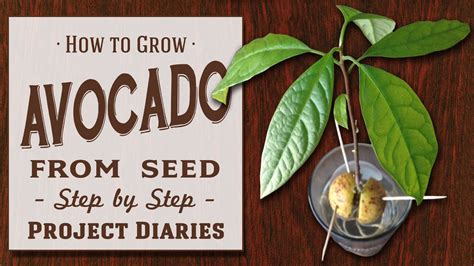 How To Grow A Avocado Plant From The Pit Magical Return