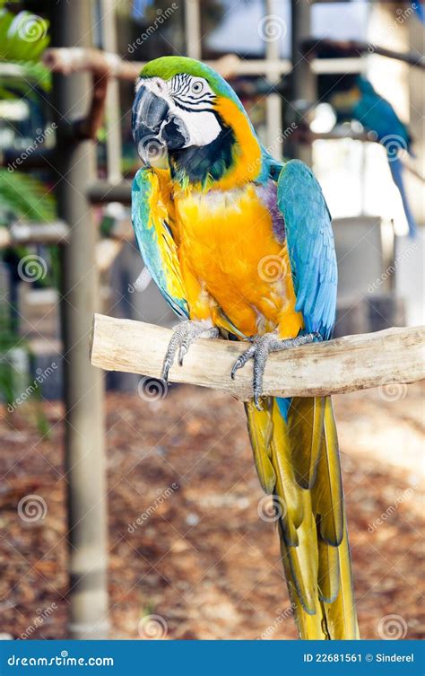 ara parrot   stick stock image image  sitting parrot