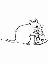 Rat Coloring Cheese Mouse Pages Drawing Cute Rats Lab Color Eating Animals Swiss Drawings Getcolorings Clipartmag Getdrawings Paintingvalley Popular sketch template