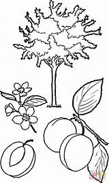 Apricot Drzewo Albicocco Albero Kolorowanka Abricot Morelowe Supercoloring Arancio Plum Shrubbery Fruits Stampare Kategorii Owocowe sketch template