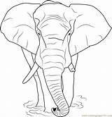 Loxodonta Africana Elephant sketch template