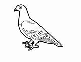 Pigeon Coloring Drawing Colour Colouring Clipart Pages Outline Cute Wallpaper Dove Pidgeons Pigeons Cartoon Template Sketch Drawings 92kb Popular Getdrawings sketch template