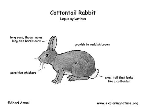 rabbit cottontail