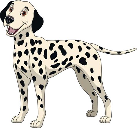 dalmatian dog illustrations royalty  vector graphics clip