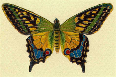 cards scrapbooking  art  vintage butterfly images