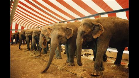 circus elephants   final bow  illinois chicago news wttw