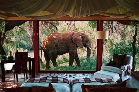 sanctuary makanyane safari lodge south africa africa safari lodge south africa safari