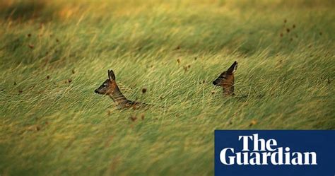 ringing migratory birds at spurn point in pictures environment the guardian