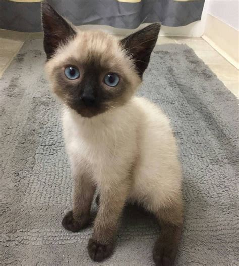 snowshoe siamese cats hypoallergenic cats family