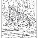 Camouflage Coloring Pages Animals Camo Getdrawings Getcolorings sketch template