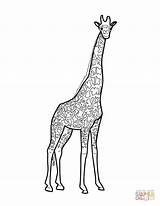 Giraffe Coloring Pages Printable Drawing Giraffes sketch template