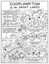 Zooplankton Tucker sketch template