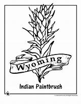 Wyoming Flower Coloring Paintbrush State Indian Pages Drawing Flowers Sketch Bird Adult Usa Book National Jr Getdrawings Birds Wisconsin Classroom sketch template