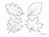 Leaf Coloring Templates Leaves Pages Print Template Drawing Kids Printable Maple Printables Stencils Patterns Tree Fall Dogwood Traceable Shapes Oak sketch template