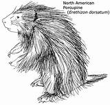 Porcupine Coloring Pages American North Printable Gif Kids Choose Board sketch template