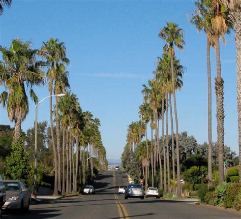 san diego street trees my love hate relationship with palm trees