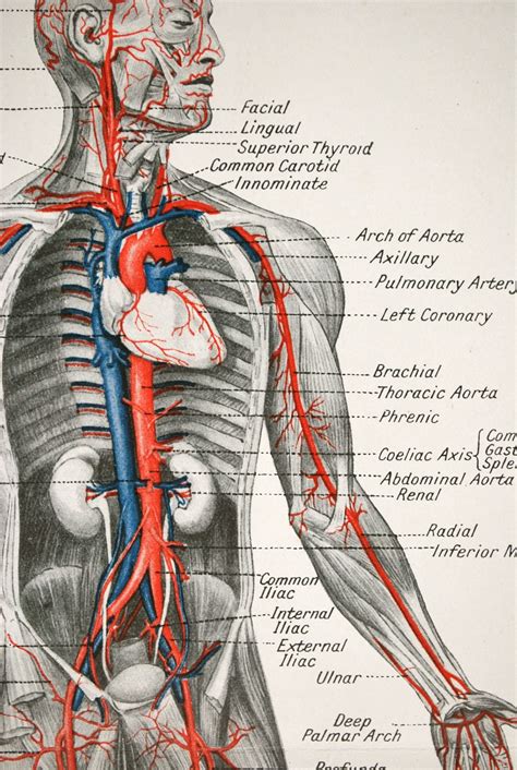 anatomical drawing  human body figure drawing proportion