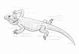 Coloring Pages Bearded Dragon Lizards Parentune Worksheets sketch template