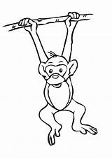 Monkey Coloring Pages Hanging Cute Momjunction Colouring Parentune Animal Visit Worksheets Print Choose Board sketch template