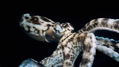 Bbc Earth How Male Octopuses Avoid Being Eaten By Hungry Females