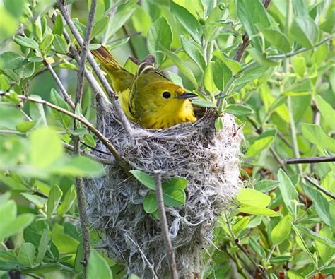 bird nest  trees important facts