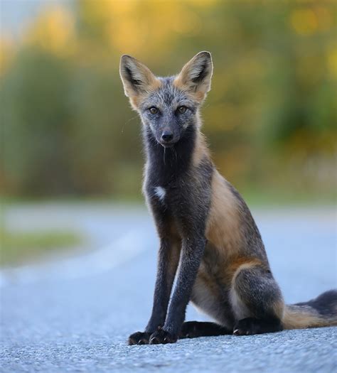 beautiful fox species   world  beauty exist