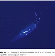 Afbeeldingsresultaten voor "chuniphyes Multidentata". Grootte: 181 x 185. Bron: www.marinespecies.org