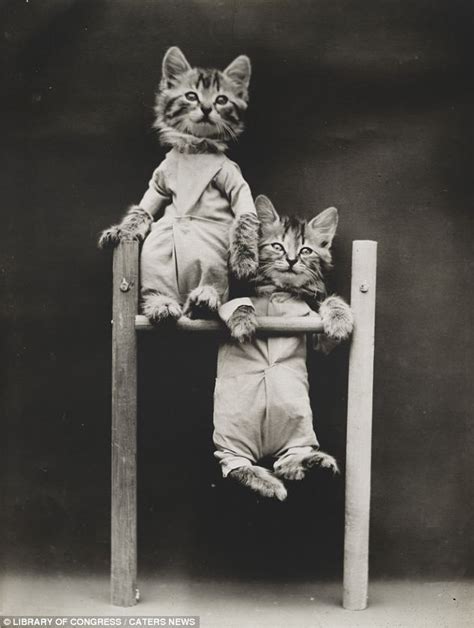 the lolcats of yesteryear incredible pictures show how
