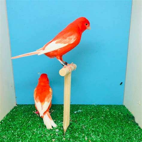 red factor canary exoticbirdsbreedercom