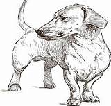 Dackel Ausmalbilder Dachshund Puppy Prompts sketch template