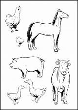 Farm Coloring Animal Pages Animals Printable Kids Preschool Colouring Print Worksheets Printables Baby Real Barn Realistic Sheets Hidden Board Kindergarten sketch template