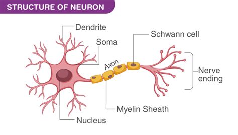 draw  structure   neuron  explain  function biology qa