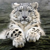 Image result for Snow Leopards. Size: 206 x 206. Source: www.treehugger.com