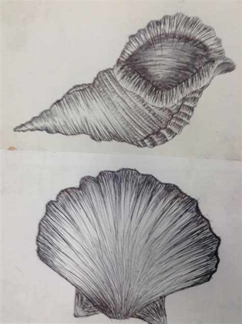 shell drawings shell drawing copic art  level art